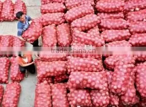 Onion Price thumbnail-1
