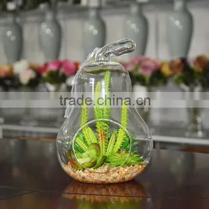 Indoor Flowering Cactus Succulent Glass Terrarium Vase Bonsai for Sale thumbnail-1