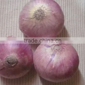 Fresh Red Onion thumbnail-1