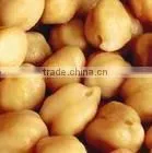 Top-quality Chickpea thumbnail-1