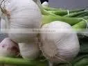 Garlic Extract 2% Allicin thumbnail-1