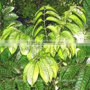 Elemi Oil thumbnail-1