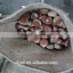 Health Food 40-50, 50LB Gunny Bag Chinese Fresh Chestnuts Wholesale Chestnuts for Spain thumbnail-1