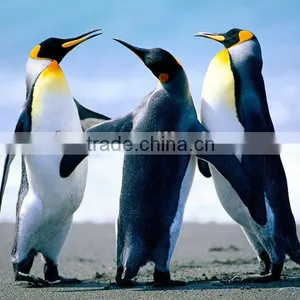 PP Paper (Self-Adhesive) thumbnail-1