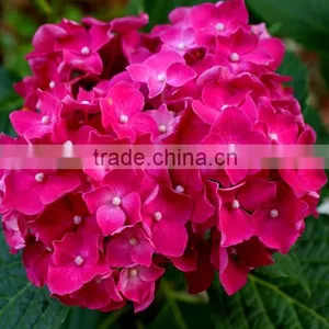 Hydrangea thumbnail-2
