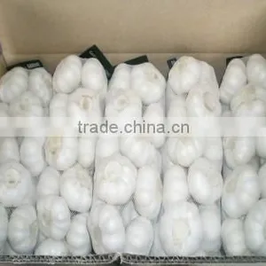 Cheap Wholesale Natural White Fresh Garlic Supplier thumbnail-4