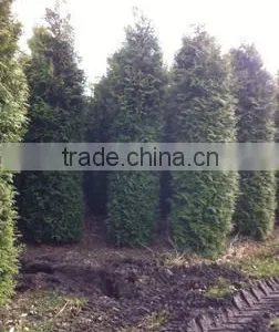 Thuja Brabant Occidentalis A Quality thumbnail-3