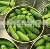 High Quality Vietnamese Pickled Cucumbers in Jar, Gherkins (many Sizes) - Best Selling! thumbnail-3