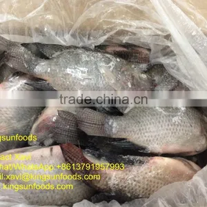 Whole Sale Frozen Farmed Raised W/R Tilapia Fish thumbnail-1