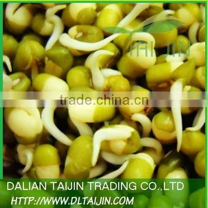 Sprouting Quality Green Mung Beans thumbnail-3