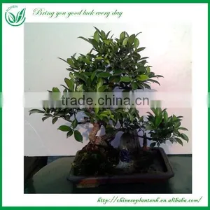 Ficus Mini Bonsai thumbnail-3