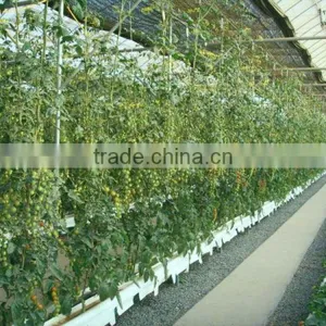 Hydroponic Systems for Greenhouses thumbnail-5