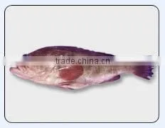 Reefcod Red Belly thumbnail-1