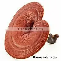 Reishi Herb thumbnail-1