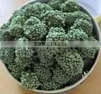Sanchi Flower, Dried Herbs, Tian qi thumbnail-1