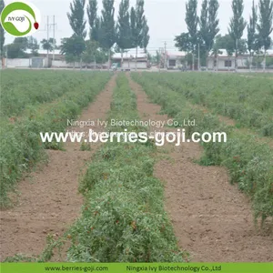 New Arrival Factory Supply Dried Goji Berry thumbnail-3