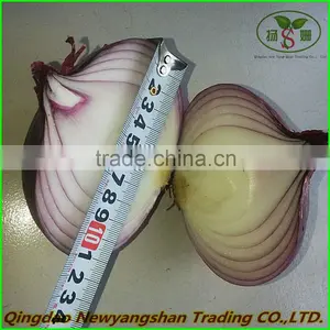 Export Fresh Onion Spcification 7-9cm In Wholesale Price thumbnail-1