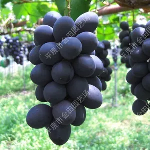 Australian Sweet King Grape Seedling Grape Vines thumbnail-1