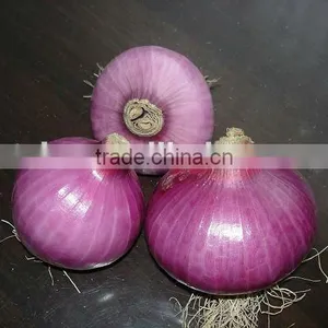 Chinese Fresh Red Onion thumbnail-1