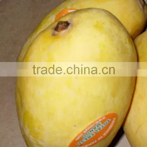 Mango Late Chaunsa thumbnail-1