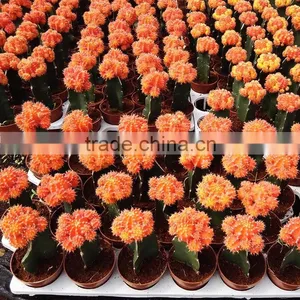 Mini Colorful Indoor Plant thumbnail-6