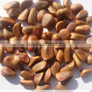 Chinese Pinenut in Shell, Red Pine Nut thumbnail-2