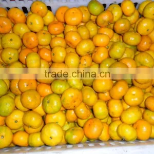 Fresh Baby Mandarin thumbnail-1