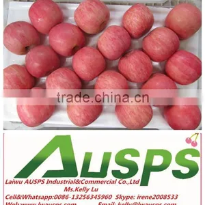 Fuji Apple Exporter in China thumbnail-2