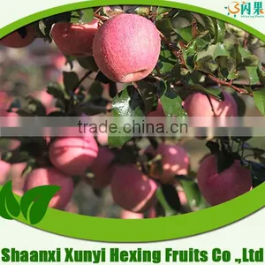 Manufacture Factory Price Apple Fruits Containing Vitamin d thumbnail-2