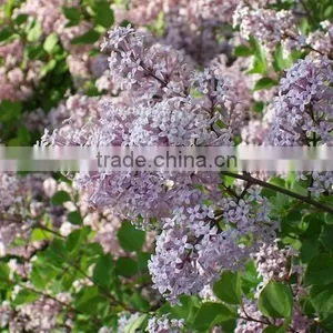 High Quality Lilac Syringa Oblata Winter Daphne Seeds thumbnail-6