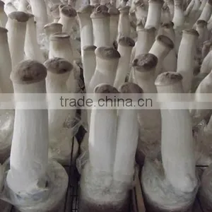 Whole Part and Cultivation Processing Type Oyster Mushroom Grow Bag thumbnail-2