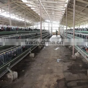 Zimbabwe Poultry Cage Dip Hot Chicken thumbnail-4