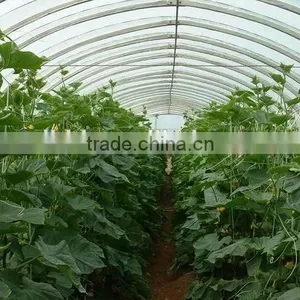 Poly Tunnel Vegatable Greenhouse Covered by Polythene Film thumbnail-6