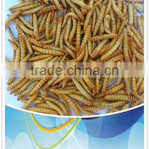 Tenebiro Molitors or Mealworms thumbnail-1