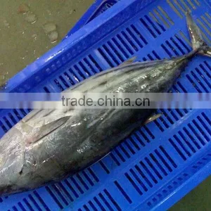 Frozen Skipjack Tuna Whole Round Frozen Tuna Fish Price thumbnail-4