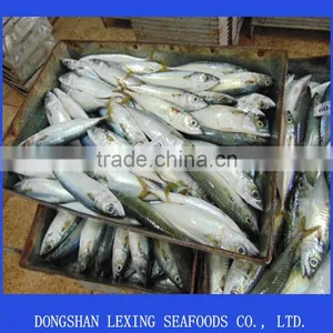Frozen Pacific Mackerel Fish Newest thumbnail-1
