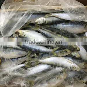 Frozen Sardine Fish thumbnail-1