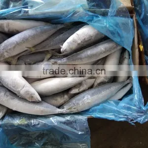 Best Price For Canning Frozen Mackerel thumbnail-2