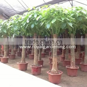 Pachira Aquatica ( Pachira Macrocarpa ) 60cm thumbnail-5