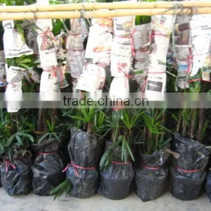 Raphis Excelsa Indoor Palm thumbnail-1