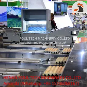 Automatic Egg Grading Equipment & Automatic Egg Packing Equipment thumbnail-4