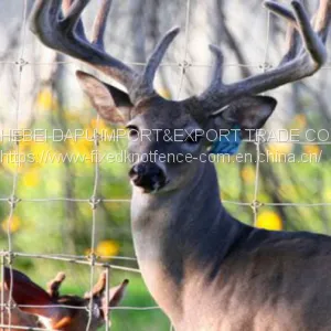 Hot Dip Zinc Coating Fixed Knot Deer Fence thumbnail-2