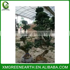 Ficus Microcarpa S Shape 1-1.2m thumbnail-1