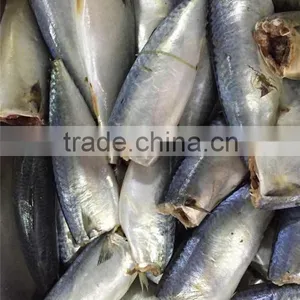 Frozen Pacific Mackerel HGT thumbnail-2