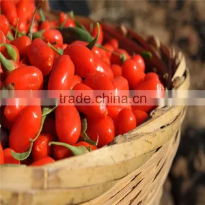 2015's New Crop Fresh and Dried Gojiberry thumbnail-6