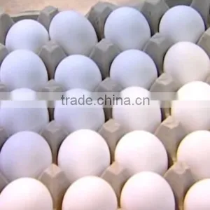 CLEAN FRESH WHITE AND BROWN EGGS FOR SALE BRAZIL ORIGIN thumbnail-1