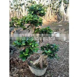 Natural Plants Tree Wholesale S Shape thumbnail-6