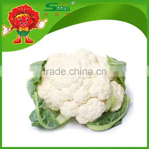 Frozen Packed Hotbed White Cauliflower With Top Grade Flower Vegetables thumbnail-1