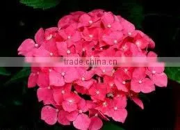 Hydrangea thumbnail-1