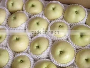 Fresh Apple Pears From China thumbnail-1